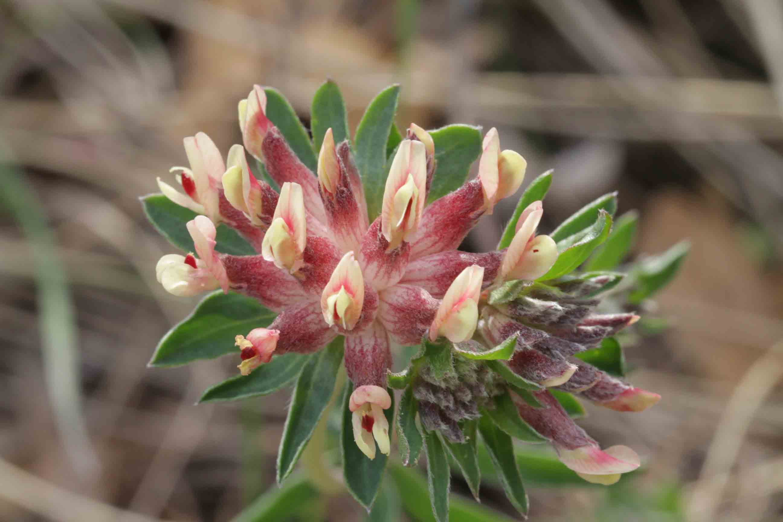 Anthyllis vulneraria / Vulneraria comune